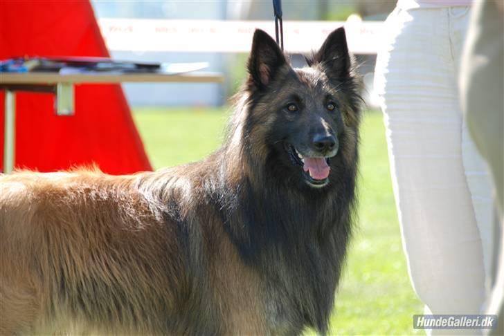 Tervueren Ask A Flame Of Pride - her er jeg se mig lige. billede 1