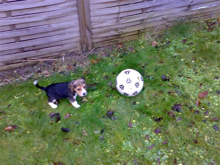Beagle Bubbles (Død 19/12 - 07) - Lille hund, stor bold, fantastisk sjov kombination... billede 12
