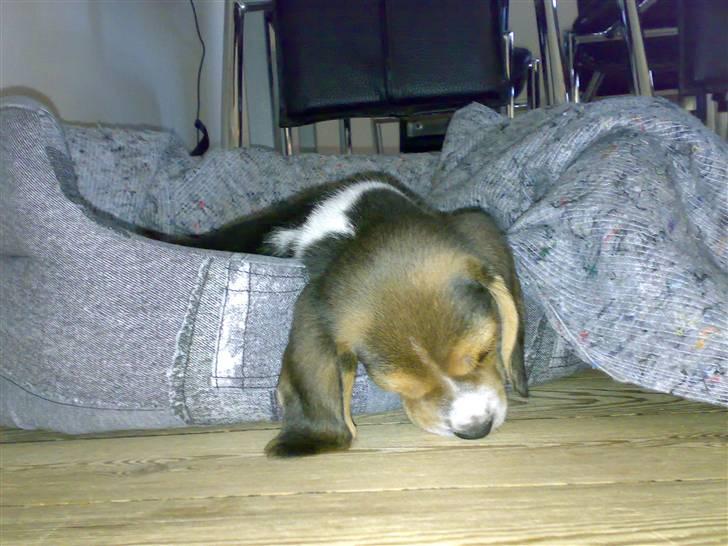 Beagle Bubbles (Død 19/12 - 07) - Nu må de snar købe en større kurv til mig :-) billede 13