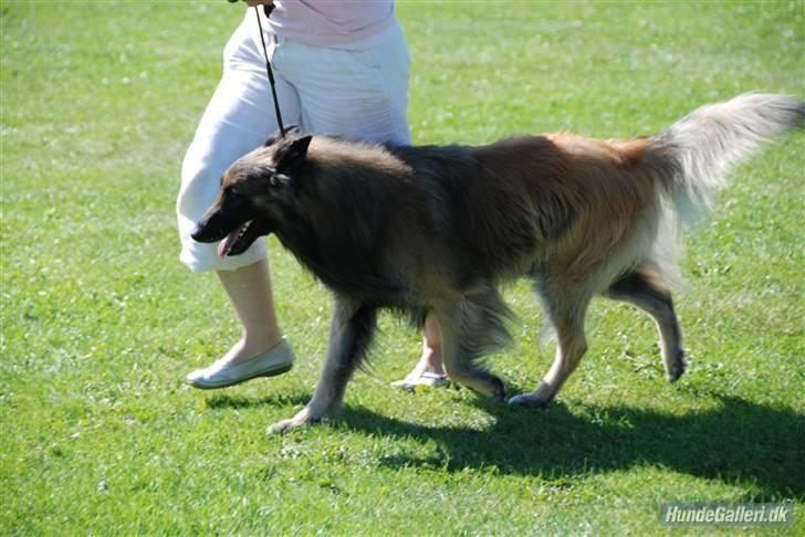 Tervueren Ask A Flame Of Pride - Skal lige se hvem det tager billeder af mig billede 2