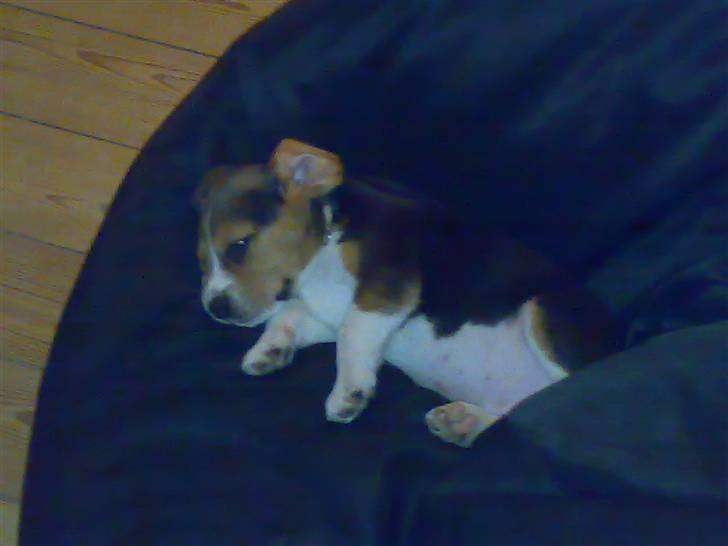 Beagle Bubbles (Død 19/12 - 07) - Jeg sover lige i sækkestolen... billede 14