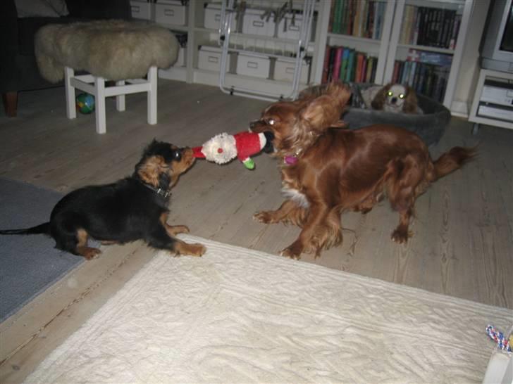 Cavalier king charles spaniel Agerbøl's Lucia - Så trækker vi nisse for alvor og jeg giver ikke op. Heldigvis er min storesøster god til at lade mig vinde. billede 15