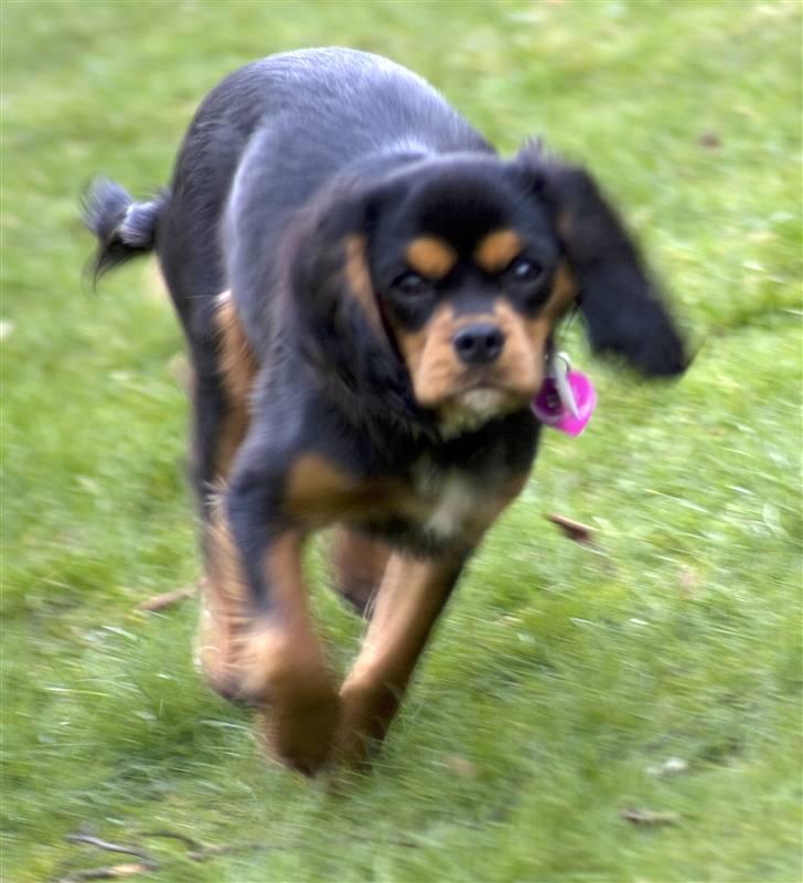 Cavalier king charles spaniel Agerbøl's Lucia - Lucia løber stærkt i haven. 5 måneder.  billede 16