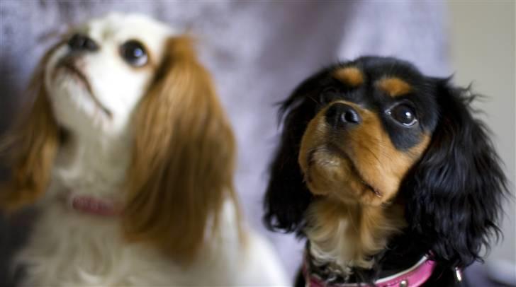 Cavalier king charles spaniel Agerbøl's Lucia - Perle og jeg kigger beundrende på "mor". billede 17