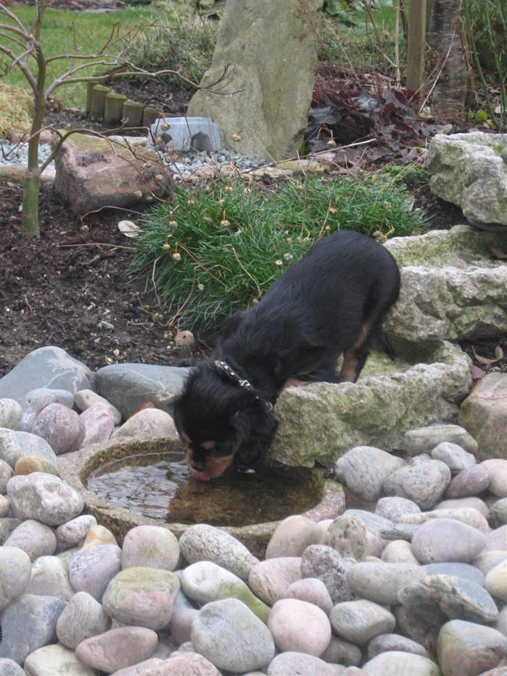 Cavalier king charles spaniel Agerbøl's Lucia - Lucia er dygtig til at drikke af vilde vandfald. billede 18