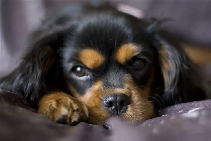 Cavalier king charles spaniel Agerbøl's Lucia - Lucia synes det er hårdt at være fotomodel. billede 19