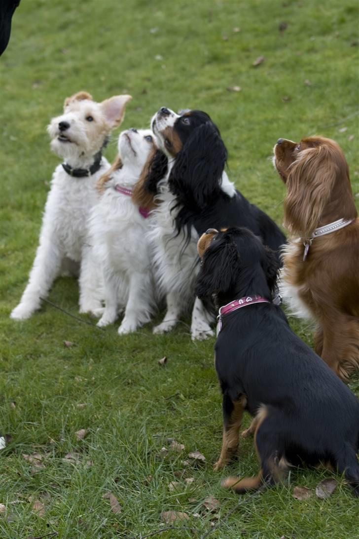 Cavalier king charles spaniel Agerbøl's Lucia - Hundene i vores have. billede 20