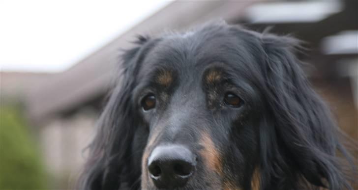 Hovawart Menia - menia billede 2