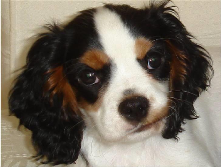 Cavalier king charles spaniel Lundholms Arnold - Så sød er jeg billede 1