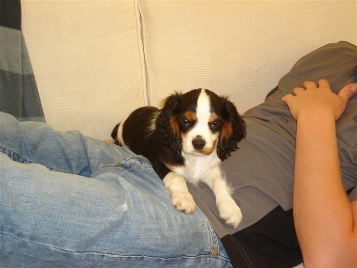 Cavalier king charles spaniel Lundholms Arnold - Det er dejligt at ligge hos enten far eller mor billede 2