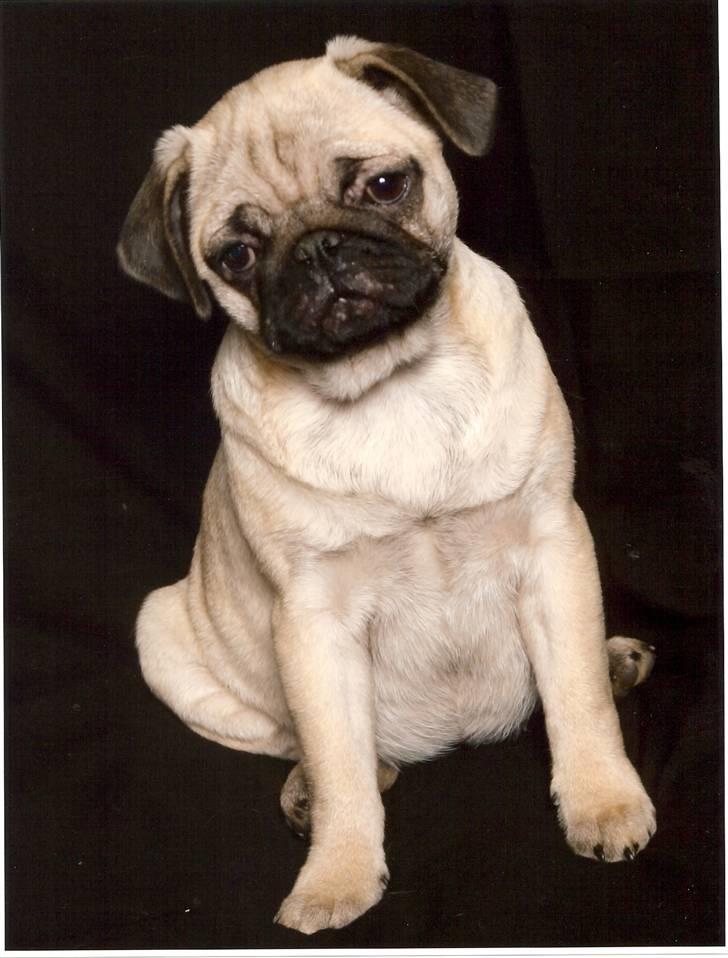 Mops BOTHILDE - verdens smukkeste mops :-) foto taget af studie 12 billede 2