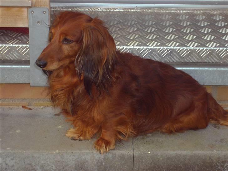 Gravhund Max (*død* 2009) billede 1