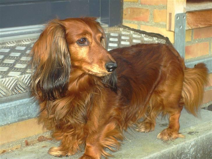 Gravhund Max (*død* 2009) billede 2