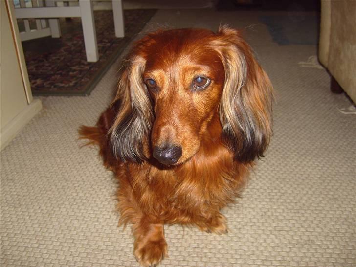 Gravhund Max (*død* 2009) billede 3