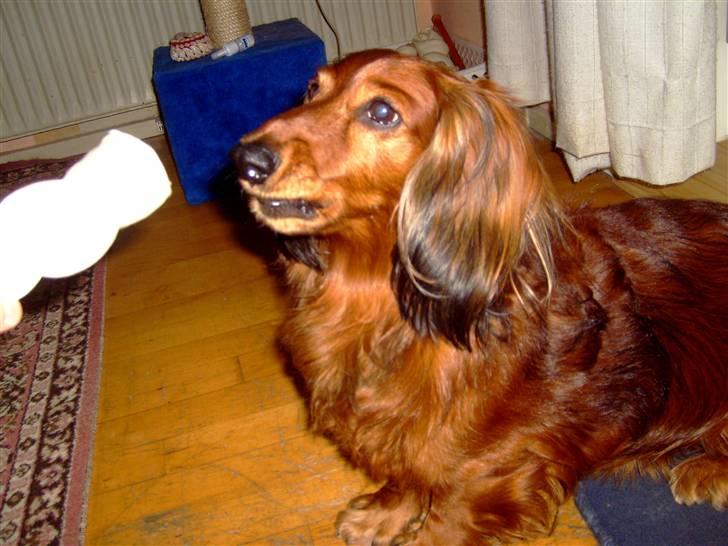 Gravhund Max (*død* 2009) billede 4