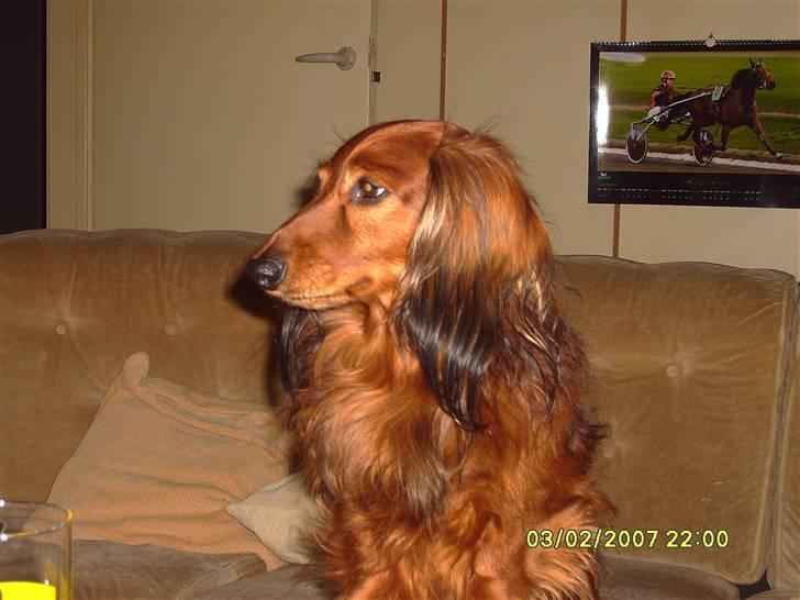 Gravhund Max (*død* 2009) billede 6