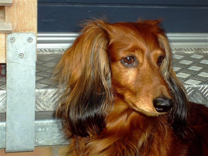 Gravhund Max (*død* 2009) billede 7