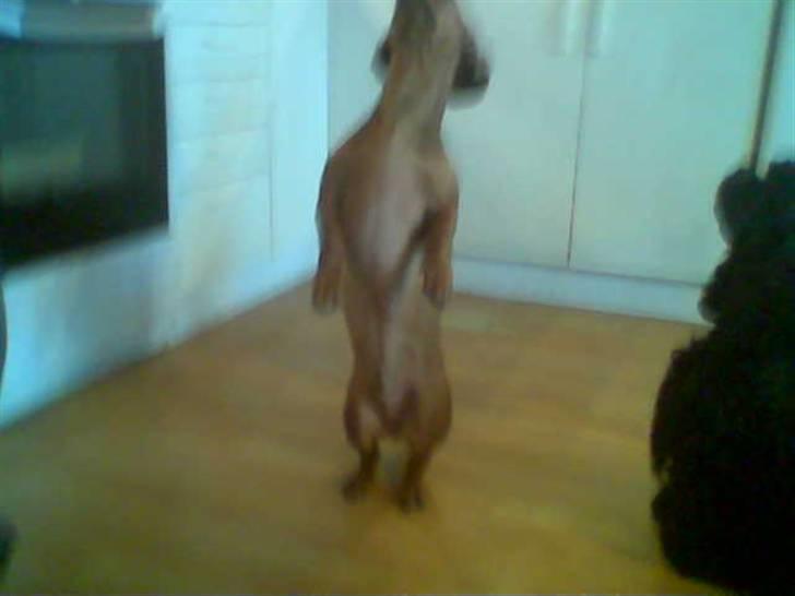 Gravhund Rasmus billede 5