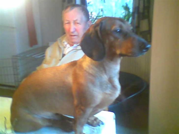 Gravhund Rasmus billede 6