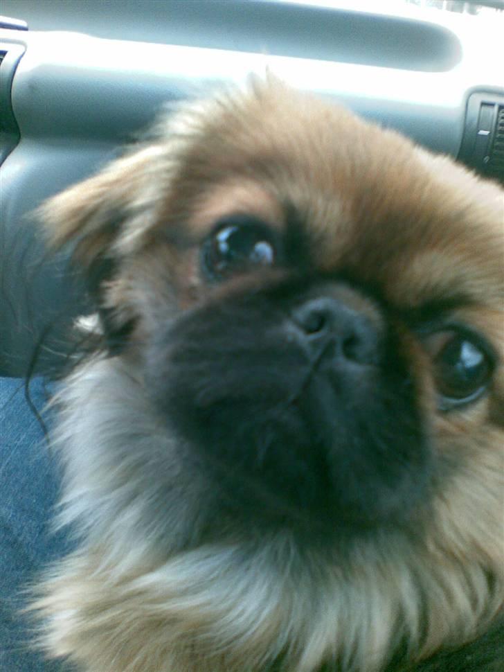 Pekingeser Pelle billede 11