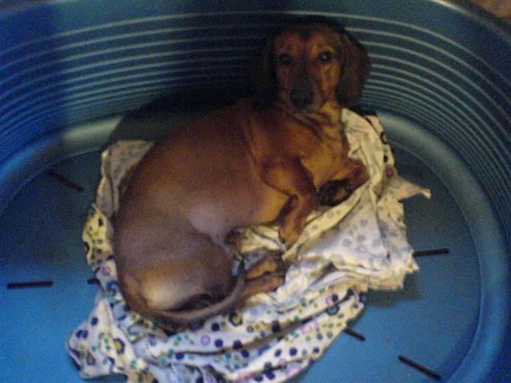 Gravhund Rasmus billede 7