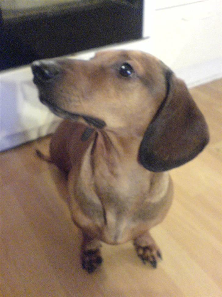 Gravhund Rasmus billede 8