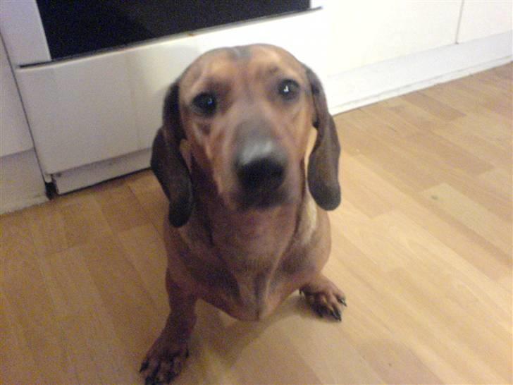 Gravhund Rasmus billede 9