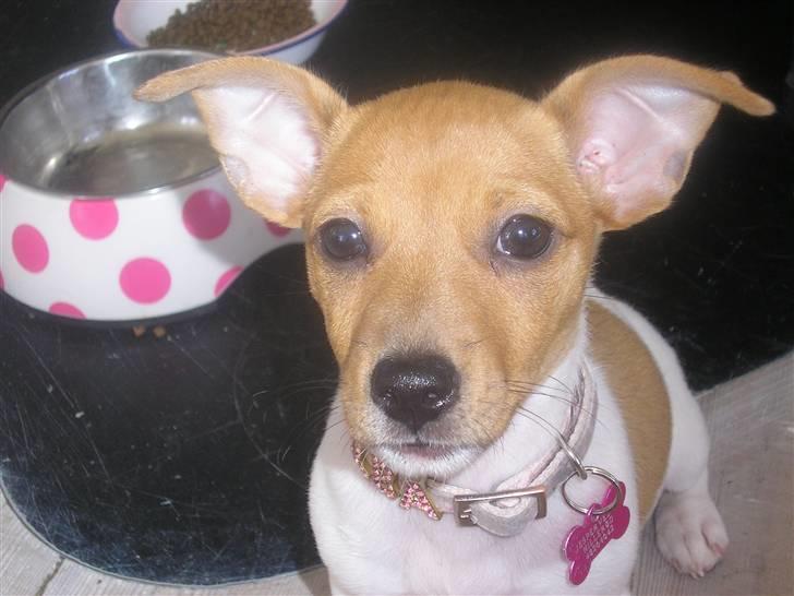 Jack russell terrier Alba - Alba. Ældre billede;) billede 15