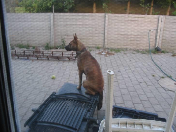 Blanding af racer Mana - Hvor fin kan man være ? billede 11