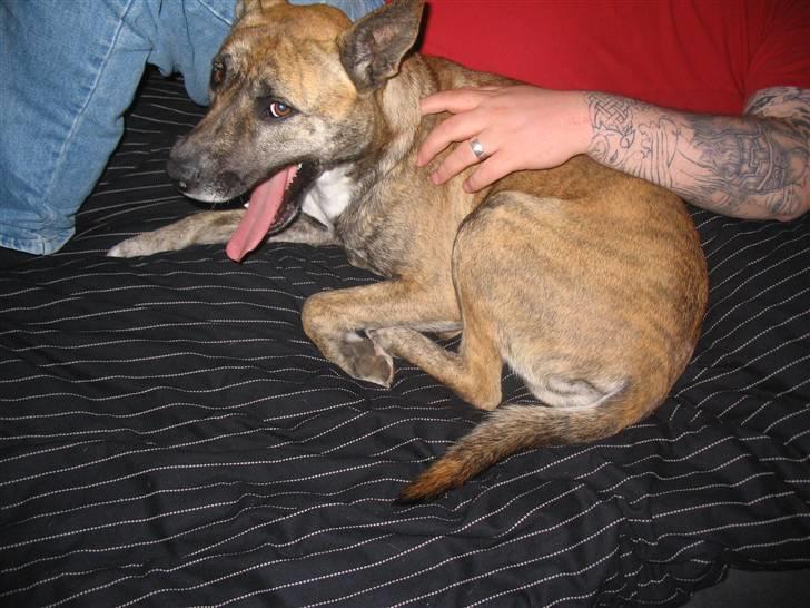 Blanding af racer Mana - vågnet i far´s arme .o0(Gab)0o. billede 12