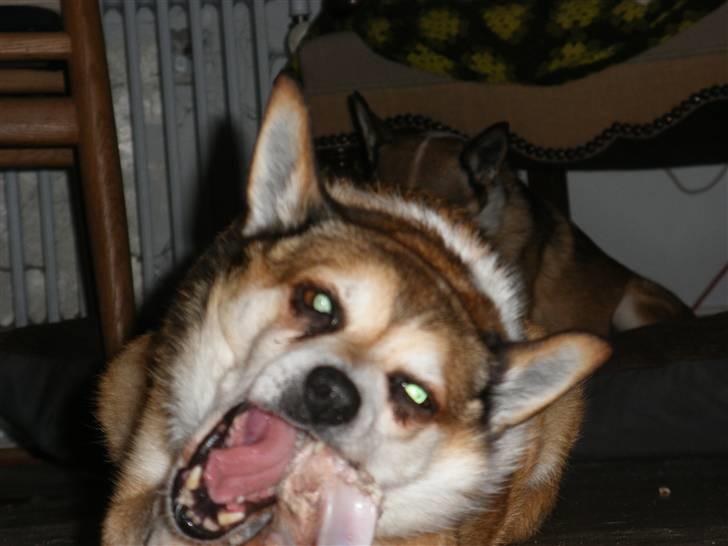 Norsk lundehund Stella (22.4.1997- 3.1.2012) billede 13