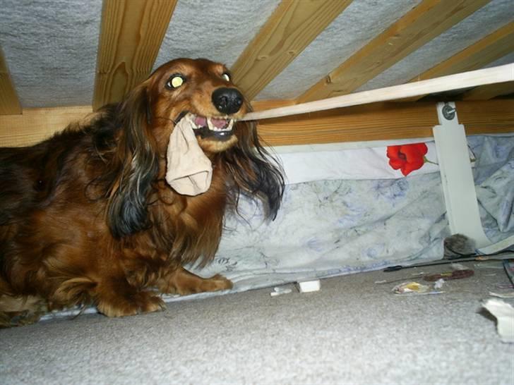Gravhund Max (*død* 2009) - Max gad ikke at give sokken tilbage, og løb ind under min - Beskidte - seng. billede 8