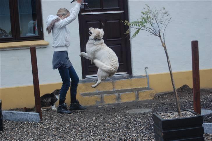Golden retriever Mischa - Velkommen til Mischa´s profil læg en kommentar eller en bødømmelse. billede 1