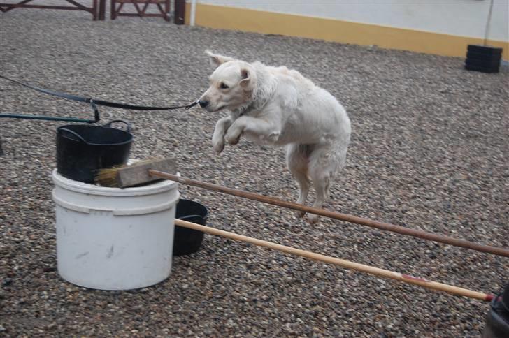 Golden retriever Mischa - Mischa er god til at springe, når hun vil.. billede 2