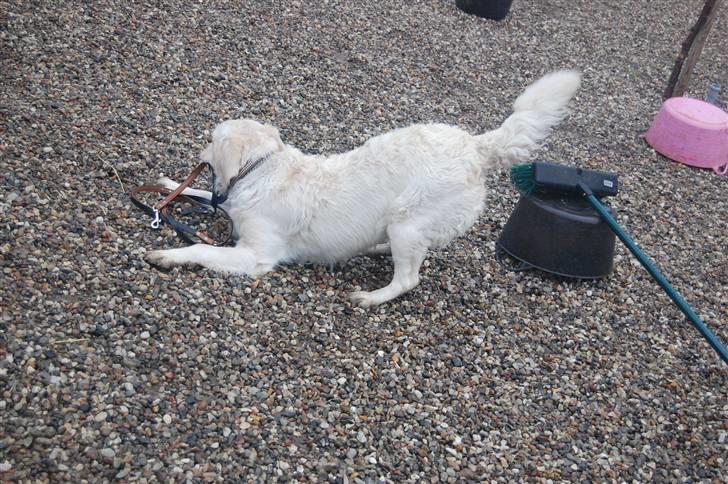 Golden retriever Mischa billede 3