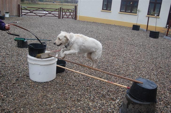 Golden retriever Mischa - Spring..! billede 4