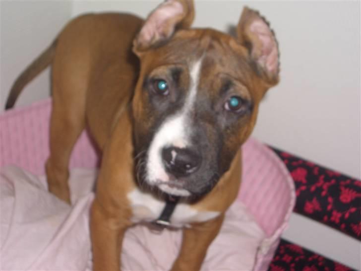 Amerikansk staffordshire terrier chanel  billede 6