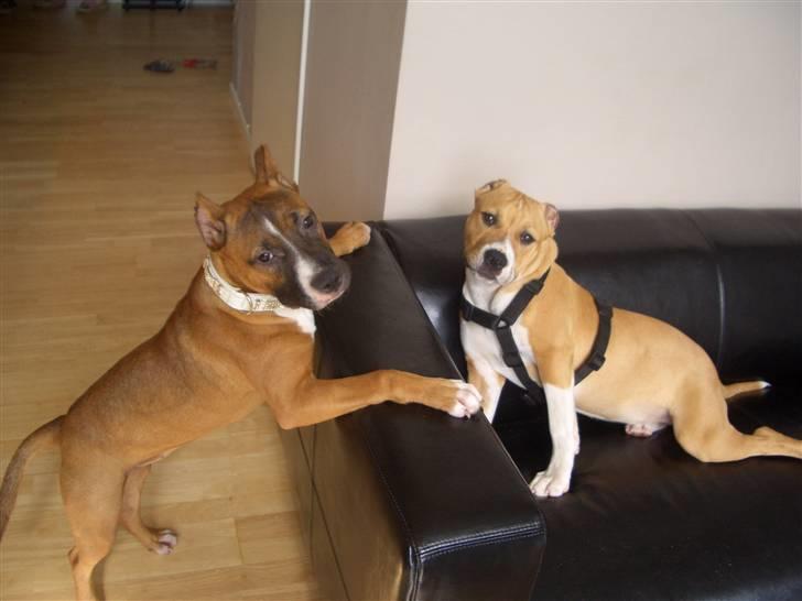 Amerikansk staffordshire terrier chanel  billede 7