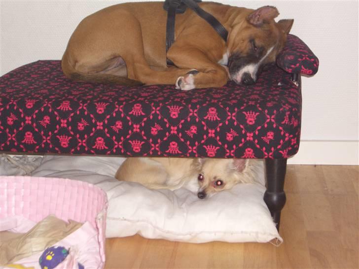 Amerikansk staffordshire terrier chanel  billede 8