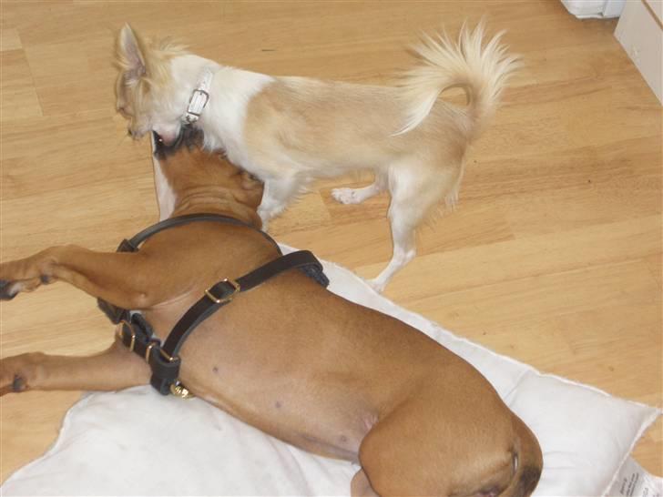 Amerikansk staffordshire terrier chanel  billede 9