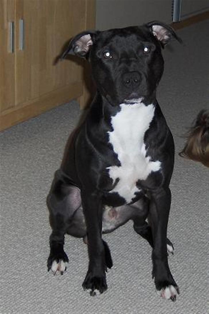 Amerikansk staffordshire terrier Conrad billede 5