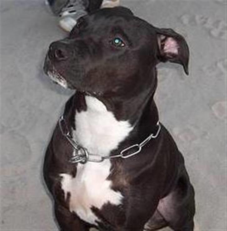 Amerikansk staffordshire terrier Conrad billede 6