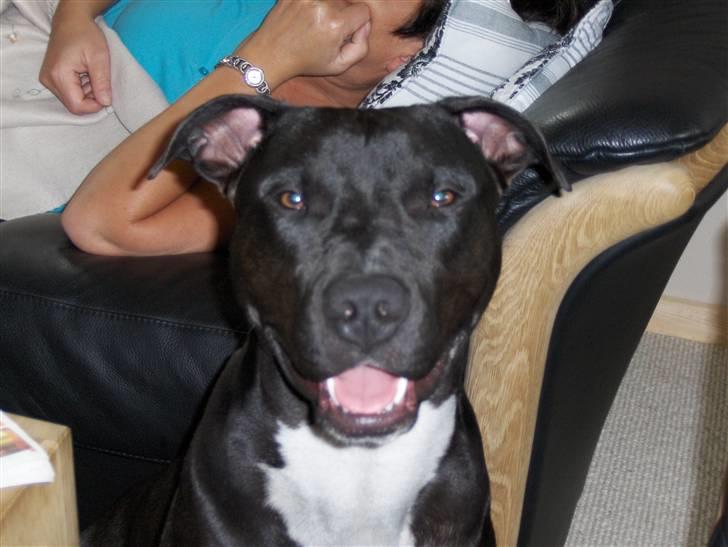 Amerikansk staffordshire terrier Conrad billede 7