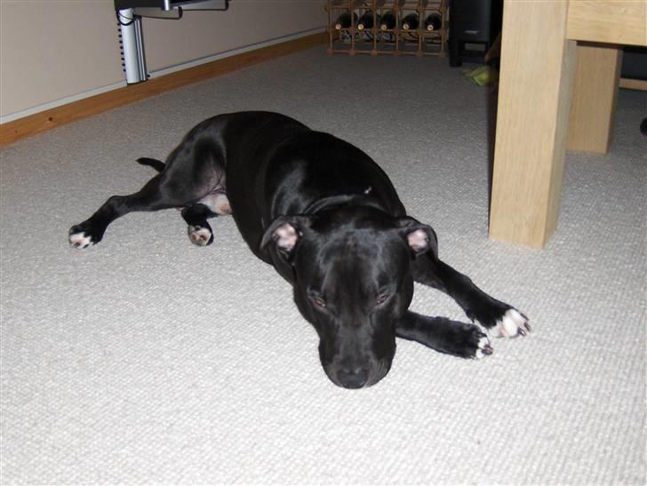 Amerikansk staffordshire terrier Conrad billede 8