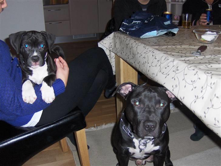 Amerikansk staffordshire terrier Conrad - Kokko og Conrad billede 9