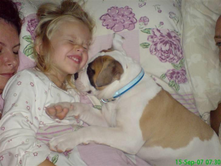 Amerikansk bulldog Ice Cube - jeg tager mig lige en lille morgen lur sammen med min storesøster billede 7