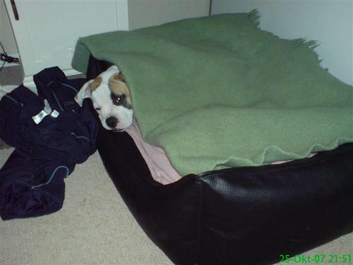 Amerikansk bulldog Ice Cube - jeg vil ikke op i nu. billede 8