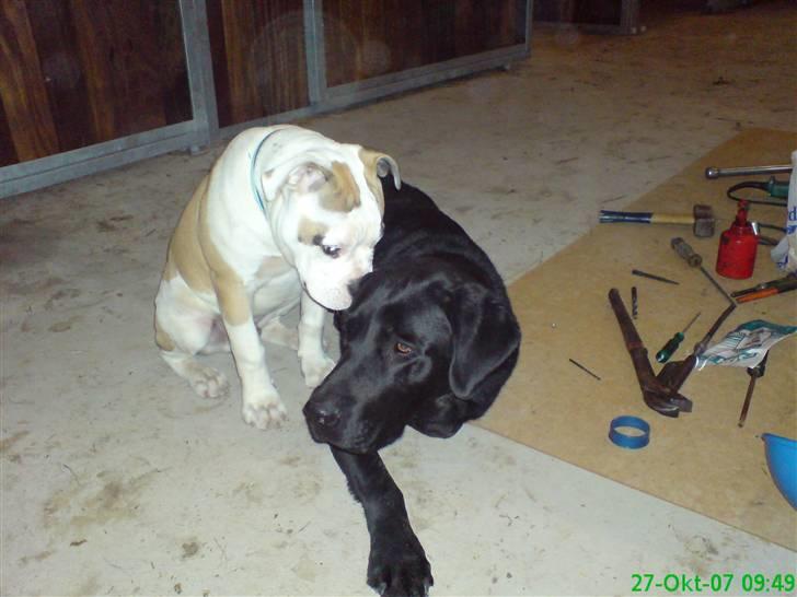 Amerikansk bulldog Ice Cube - jeg har magten.. billede 9