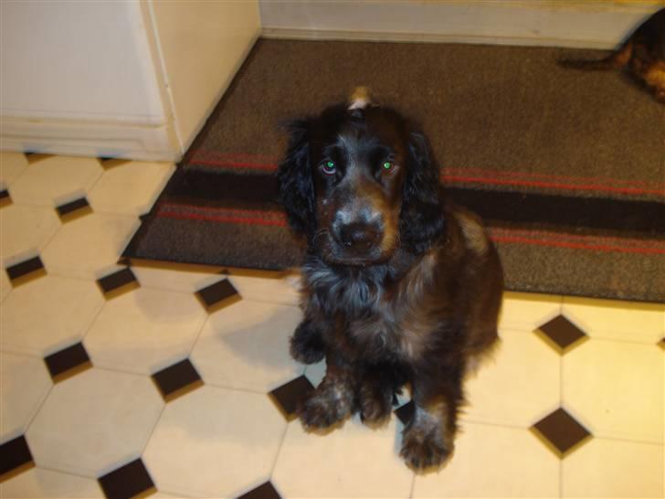 Cocker spaniel havredals Asterix  - Asterix den mindste i vores kuld som vi skal beholde billede 1