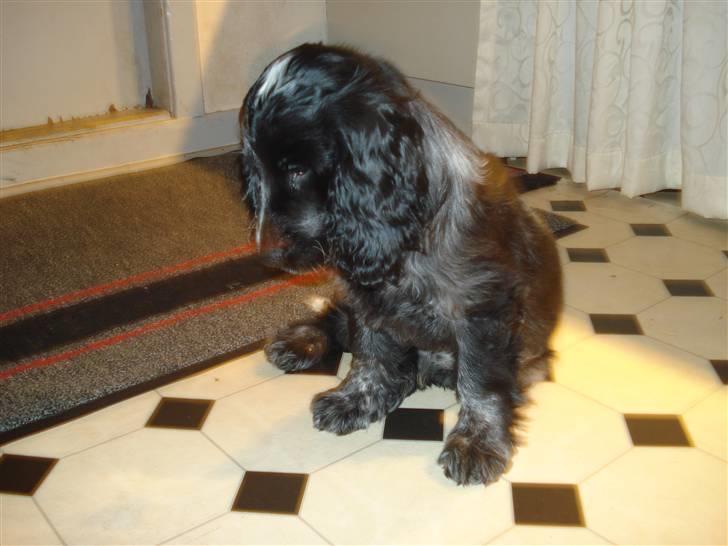 Cocker spaniel havredals Asterix  - MIN asterix ik rører billede 2